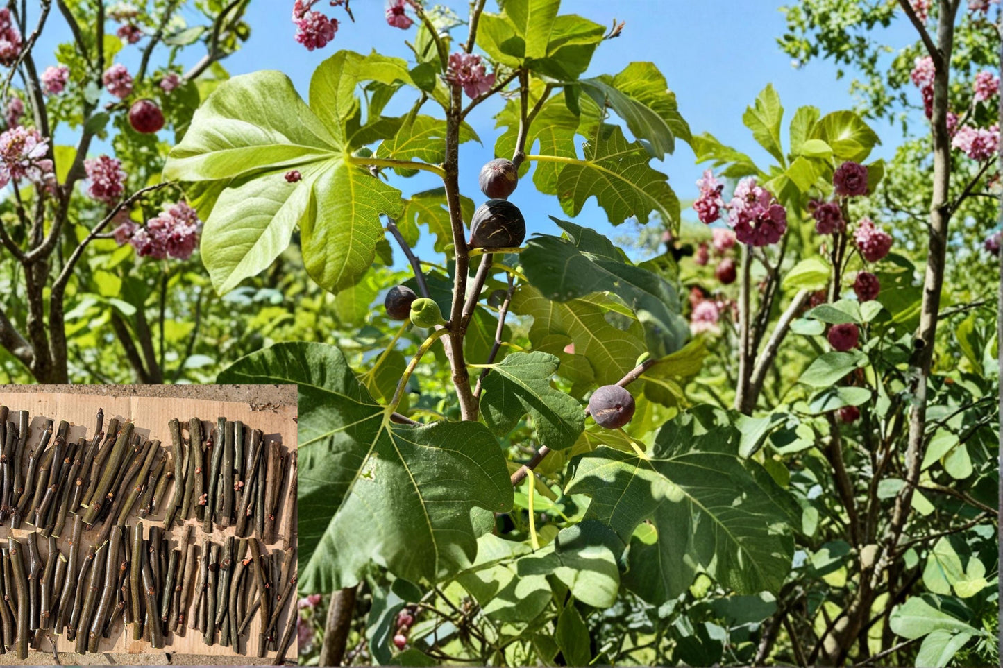 Chicago Hardy Fig Cutting 6 Inch Ficus carica Cold Hardy Fig Tree Propagation for Backyard Garden