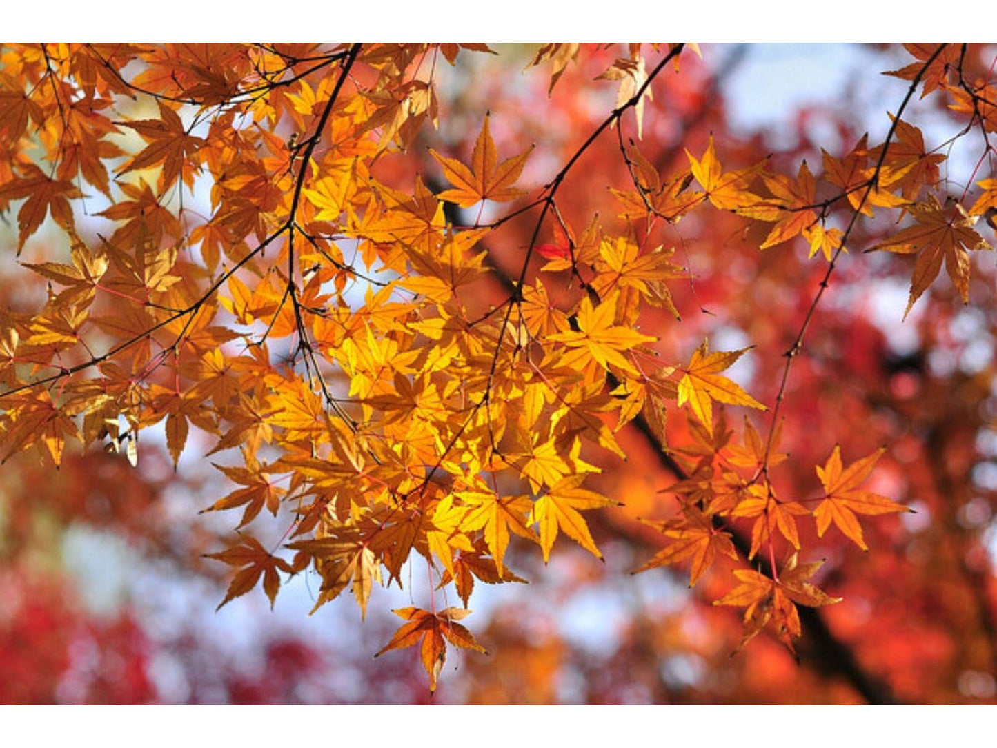 Acer Mono Seeds – Hardy Painted Maple Tree – 10 Planting Seeds – Deciduous Ornamental Tree for Landscaping & Bonsai