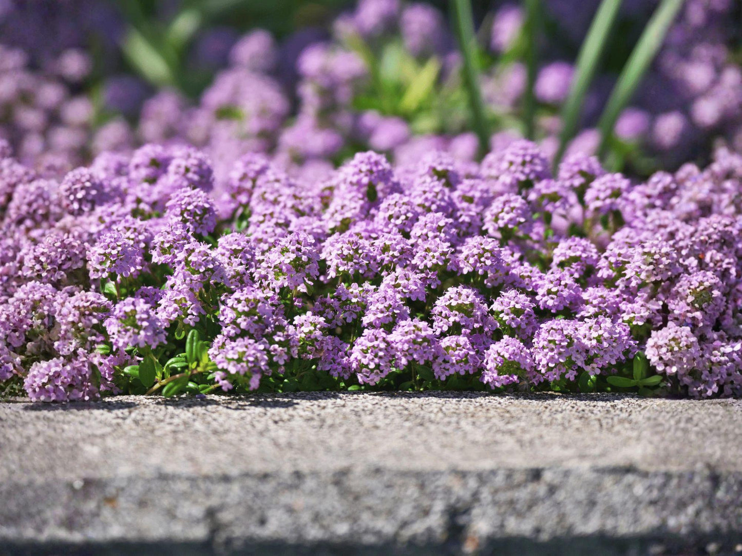 Creeping Thyme Seeds, Heirloom Non-GMO Herb for Ground Cover, Pollinator Gardens, Thymus serpyllum