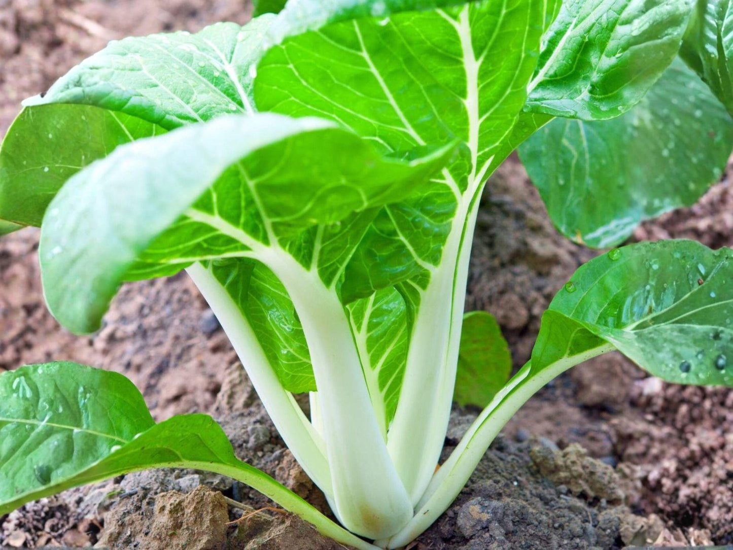 White Stem Pak Choi Seeds – 500 Asian Greens, Bok Choy, Chinese Cabbage, Cool-Season Vegetable, Garden, Container, Edible Leaf