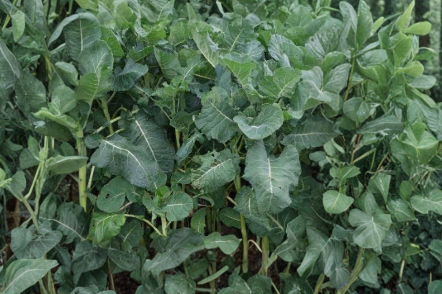 Bayou Kale Seeds – 500 Winter Hardy Brassica oleracea for Vegetable Garden, Cover Crop & Soil Improvement