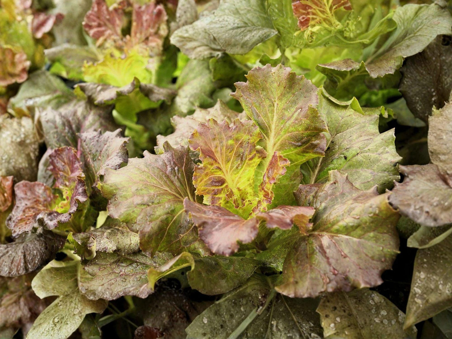 Bronze Mignonette Lettuce Seeds – Butterhead Lettuce, Compact Annual Vegetable, Lactuca sativa, 1000 Seeds