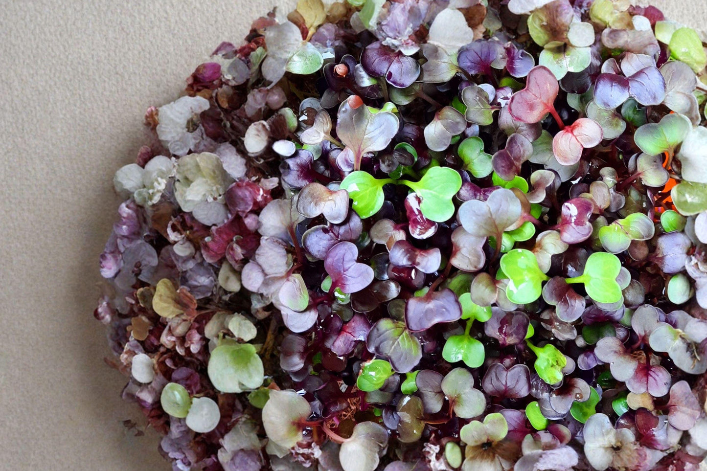 Triton Purple Stem Radish Seeds – Heirloom Vegetable Seeds for Crisp Roots & Colorful Stems, 100 Pack