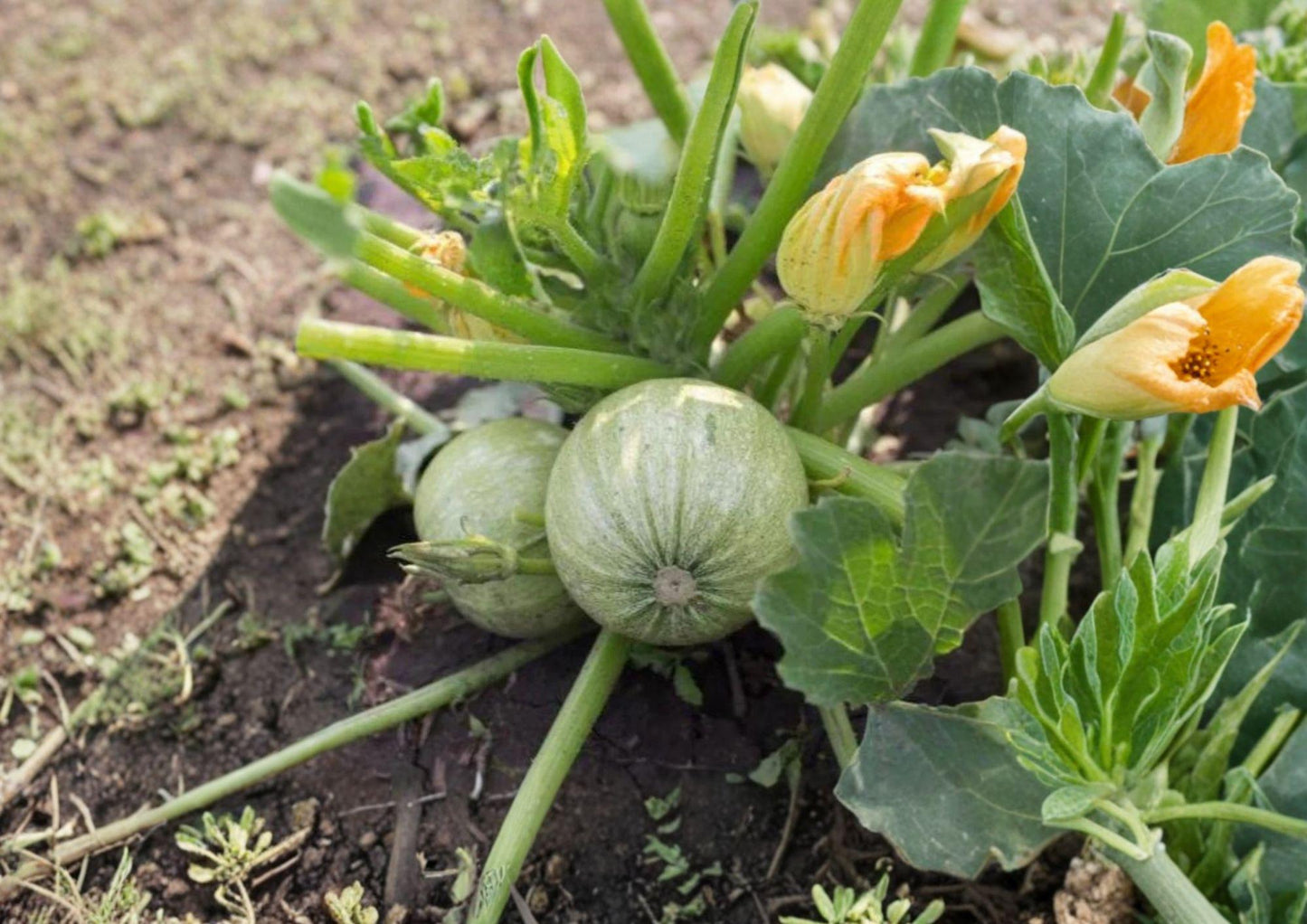 Round Zucchini Seeds – Heirloom Green Ball Squash for Garden Plants, Summer Harvest, Compact, Easy to Grow