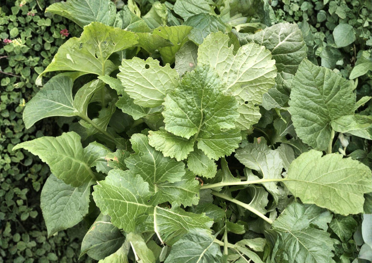 Seven Top Turnip Seeds – Heirloom Leafy Greens for Spring & Fall Gardens, Nutritious Greens, Cool Season Crop, 500 Seeds