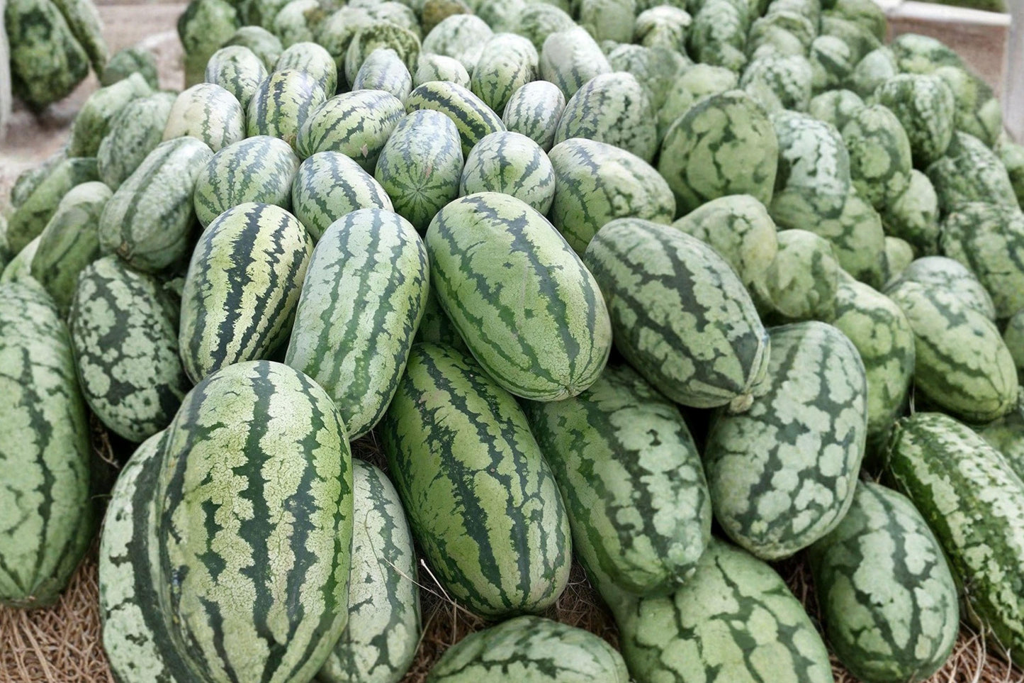 Jubilee Watermelon Seeds – Heirloom, Non-GMO, High Yield, Large Fruit, Summer Crop, Fruit Seeds