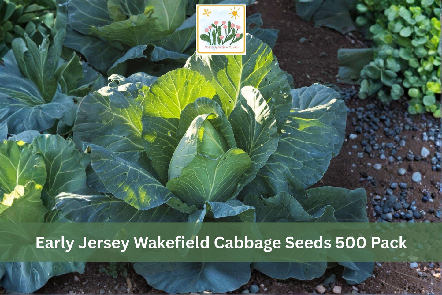 Early Jersey Wakefield Cabbage Seeds 500 Pack – Heirloom Brassica oleracea Vegetable Seeds for Spring & Fall Gardens