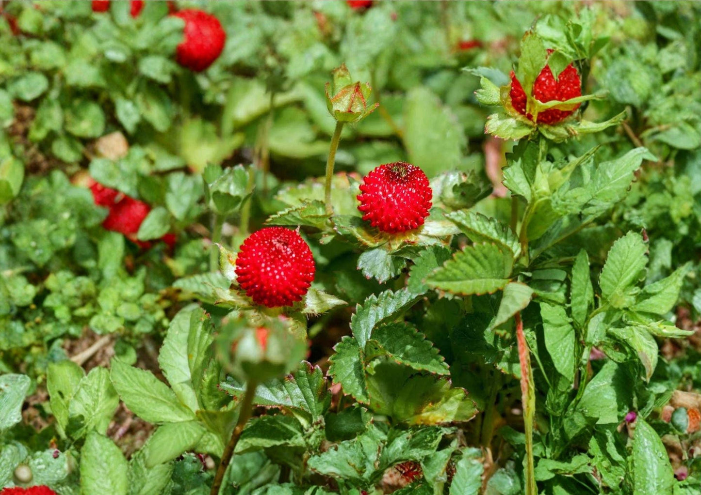 Duchesnea Indica Indian Strawberry Groundcover Seeds – Bright Yellow Flowers & Red Berries, Hardy Perennial, Natural Landscape Plant