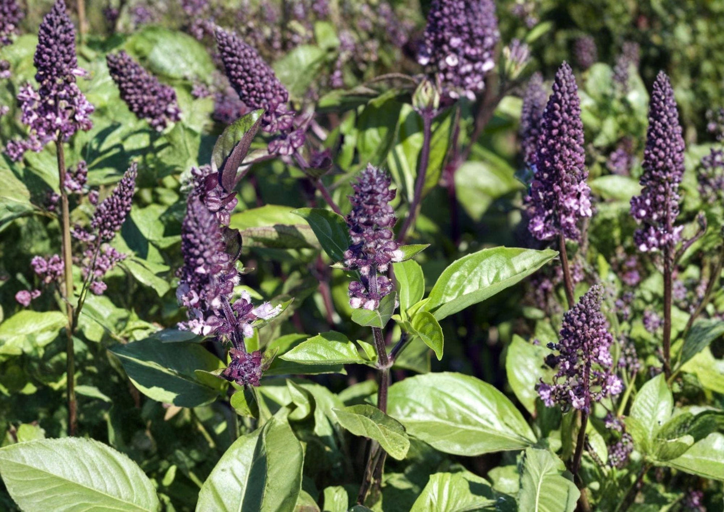 Cinnamon Basil Seeds 500 Count | Heirloom Aromatic Herb for Culinary, Tea & Herb Gardens | Ocimum basilicum