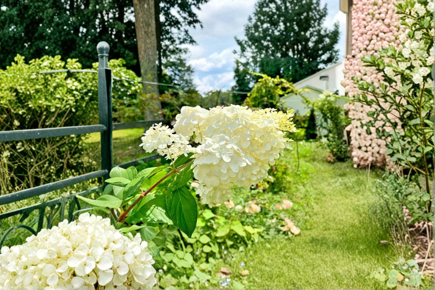 Vanilla Strawberry Hydrangea Cuttings 6-7" Unrooted Hydrangea paniculata Shrub for Garden Propagation