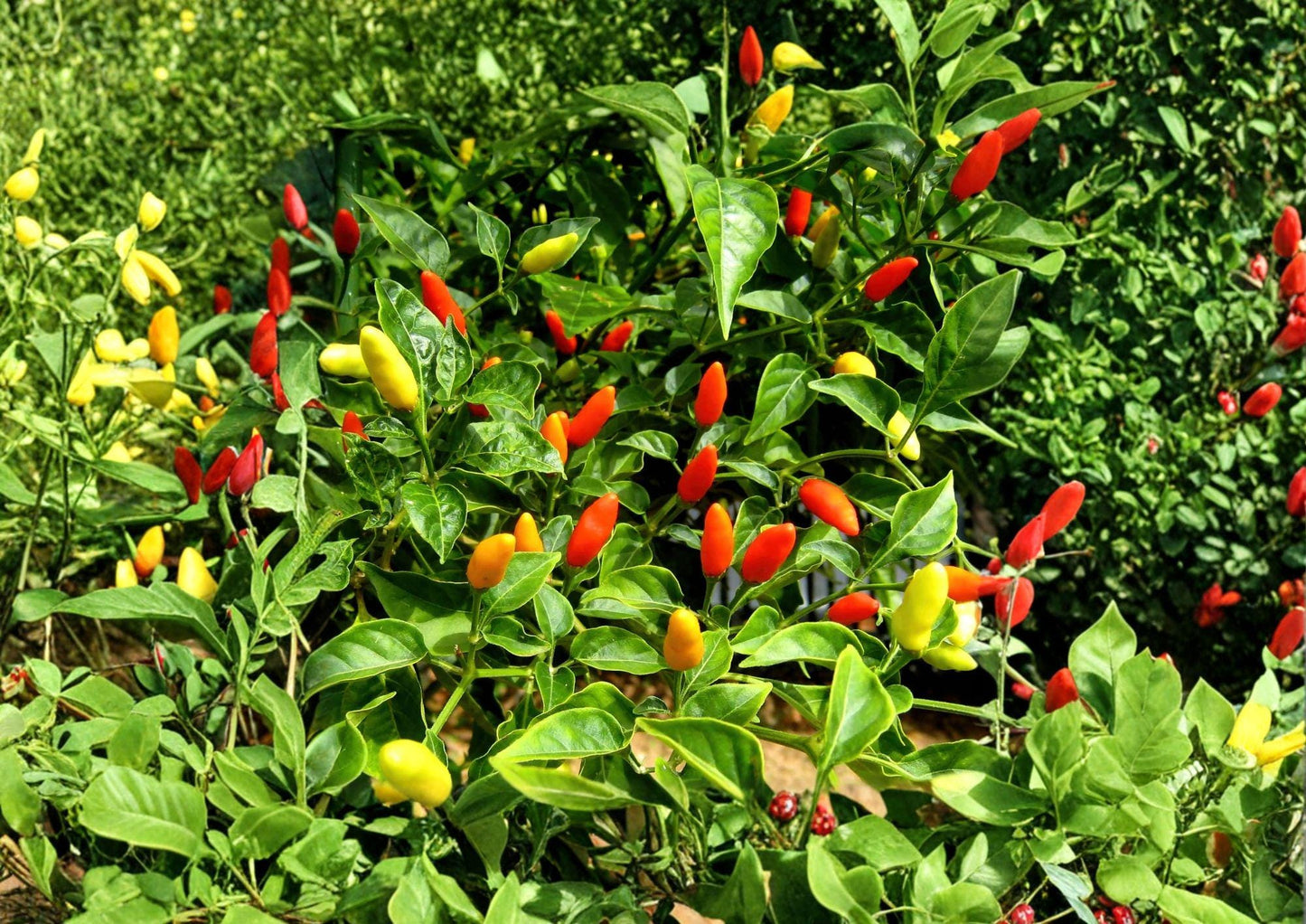 Tabasco Pepper Seeds – Heirloom, Hot Chili Pepper for Hot Sauce, 25 Seeds, Capsicum frutescens