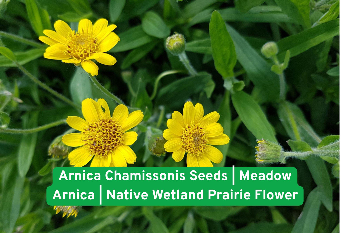 Meadow Arnica seeds, native wildflower, prairie flower, wetland plant, bee attractant, butterfly garden, perennial seeds, yellow wildflower, rain garden plant, native North American, moist soil plant, eco-friendly garden, pollinator friendly