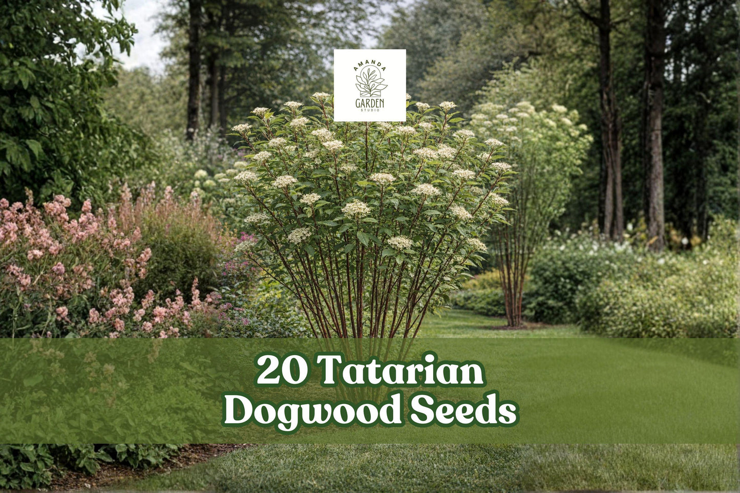 20 Tatarian Dogwood Seeds – Cornus alba Deciduous Shrub with Red Winter Stems, Green Foliage, Landscape Planting