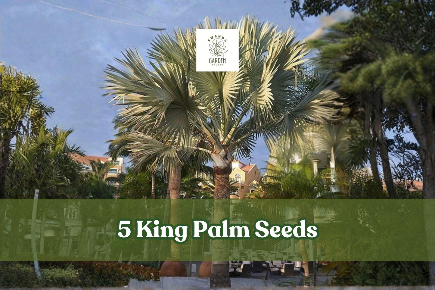 5 King Palm Seeds – Tropical Palm Tree Archontophoenix spp. for Outdoor & Container Planting