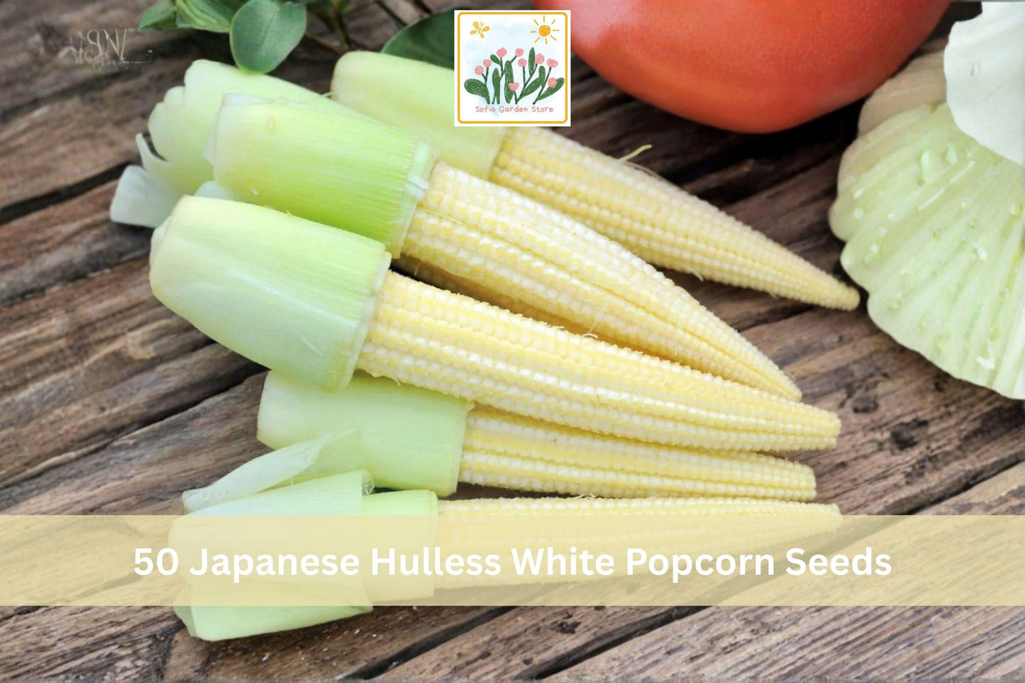 Japanese Hulless White Popcorn Seeds – White Kernel, Hulless, Zea mays, Home Garden, Warm-Season Crop, 50 Seeds