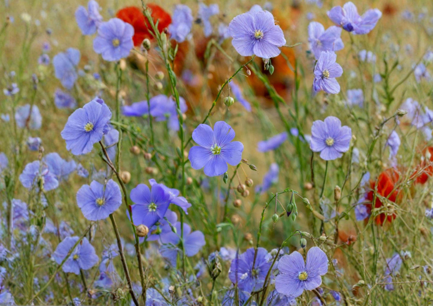 Common Flax Seeds 200 Pack – Blue Flowering Pollinator Plant for Garden Beds, Edible Flax Seeds, Linum usitatissimum