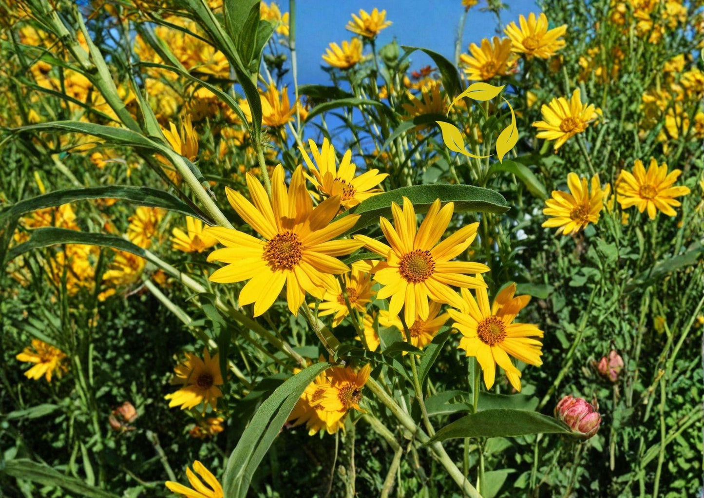 Maximilian Sunflower Seeds | Tall Native Perennial Wildflower for Pollinator Gardens | Helianthus maximiliani 500 Seeds