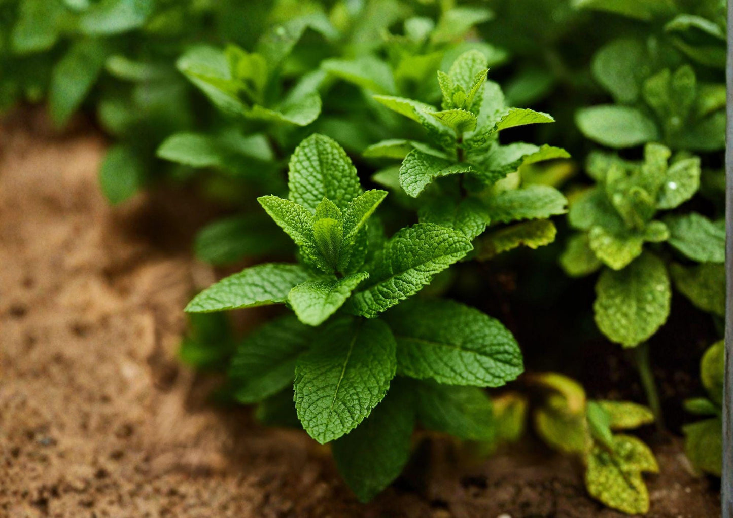 Spearmint Herb Seeds – 100 Heirloom Aromatic Mint Seeds for Culinary Garden, Perennial, Green Leaves, Fragrant, Mint, Mentha spicata