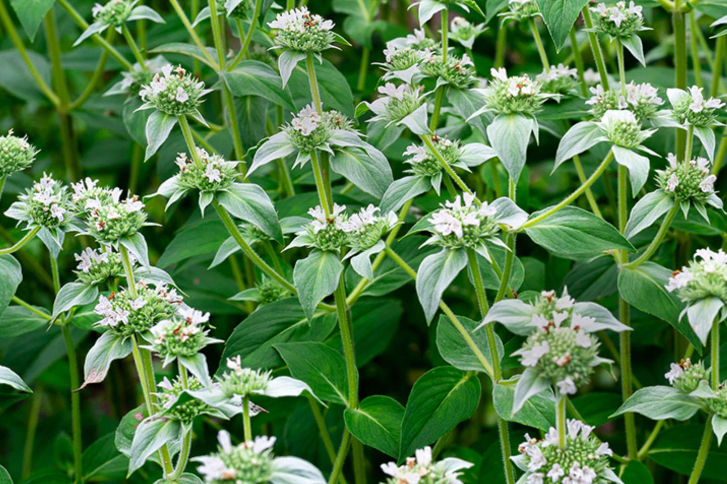 Mountain Mint Herb Seeds – Heirloom Aromatic Perennial for Pollinator Gardens, Medicinal and Fragrant Herb Seeds
