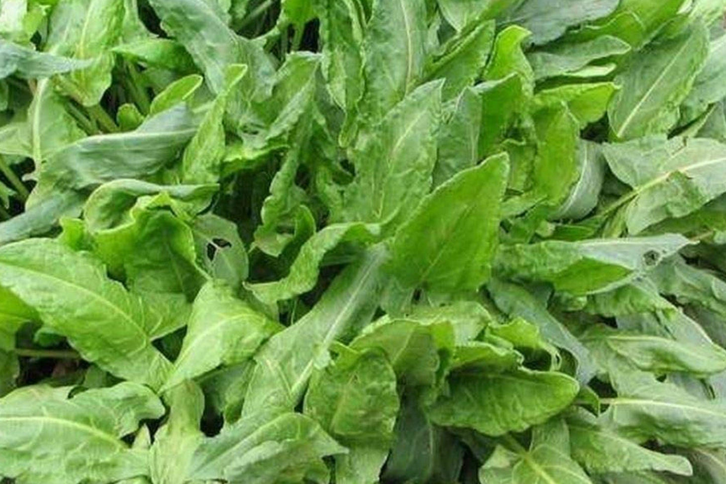 Large Leaf Sorrel Seeds – Heirloom Perennial Herb for Culinary Use, Bright Lemon Flavor, Garden, Salad, Soup, and Garnish