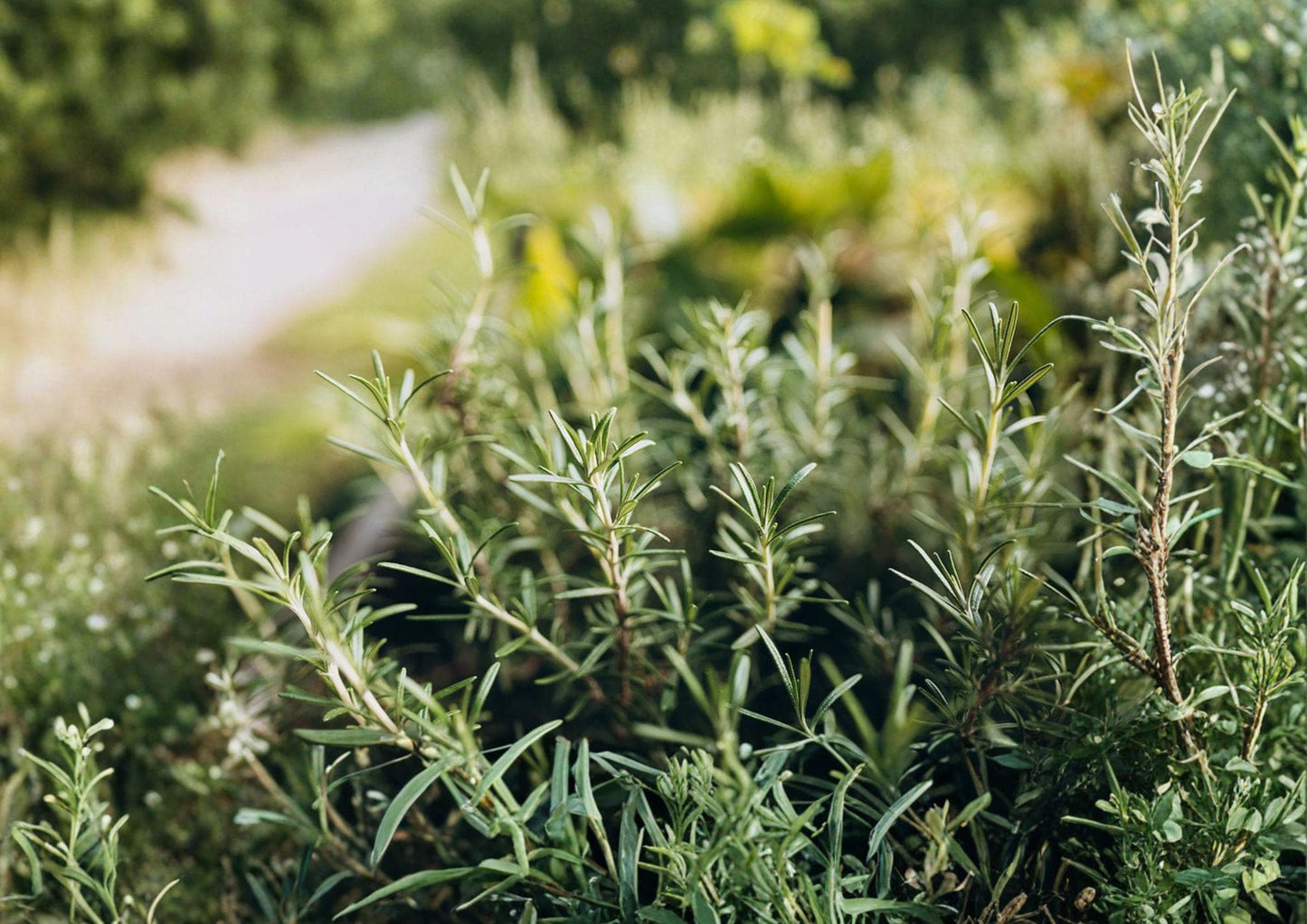 Heirloom Rosemary Herb Seeds – Culinary Evergreen Plant for Garden & Containers, Rosmarinus officinalis