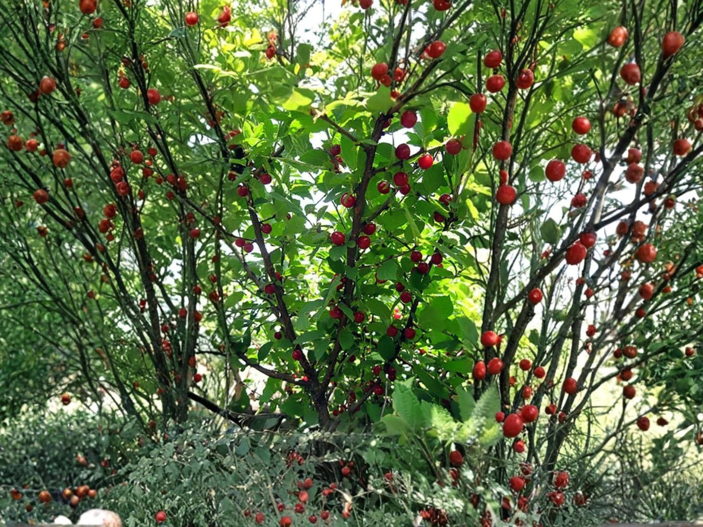 Nanking Cherry Seeds | Prunus tomentosa Fruit Shrub for Garden & Landscape | 10 Seeds