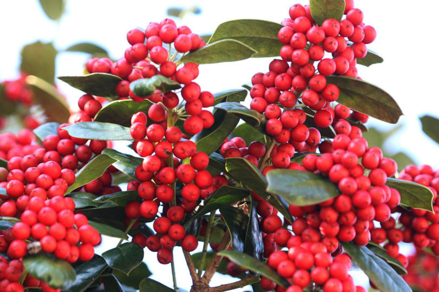 Chinese Holly Seeds – Evergreen Shrub with Red Berries for Hedges and Landscaping – Ilex Cornuta