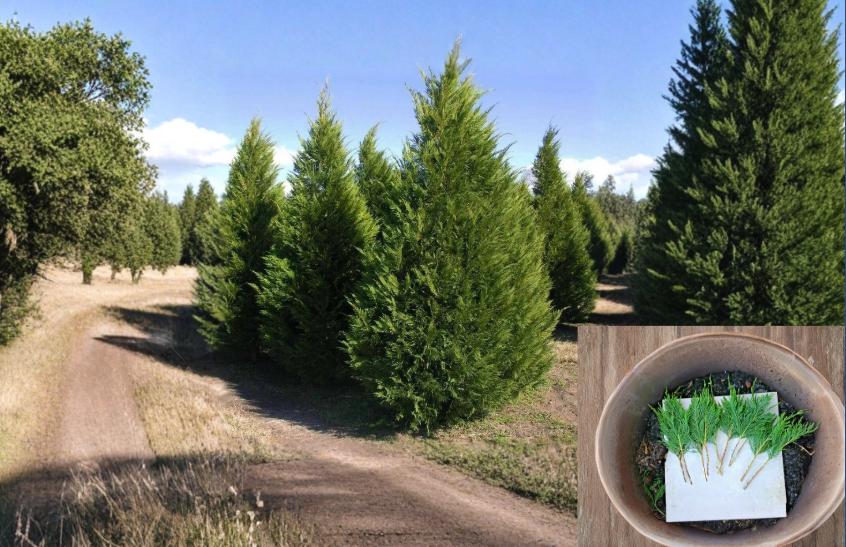 Leyland Cypress Cuttings 6-8" Unrooted, Fast Growing Privacy Tree, Evergreen Conifer, Cupressus × leylandii