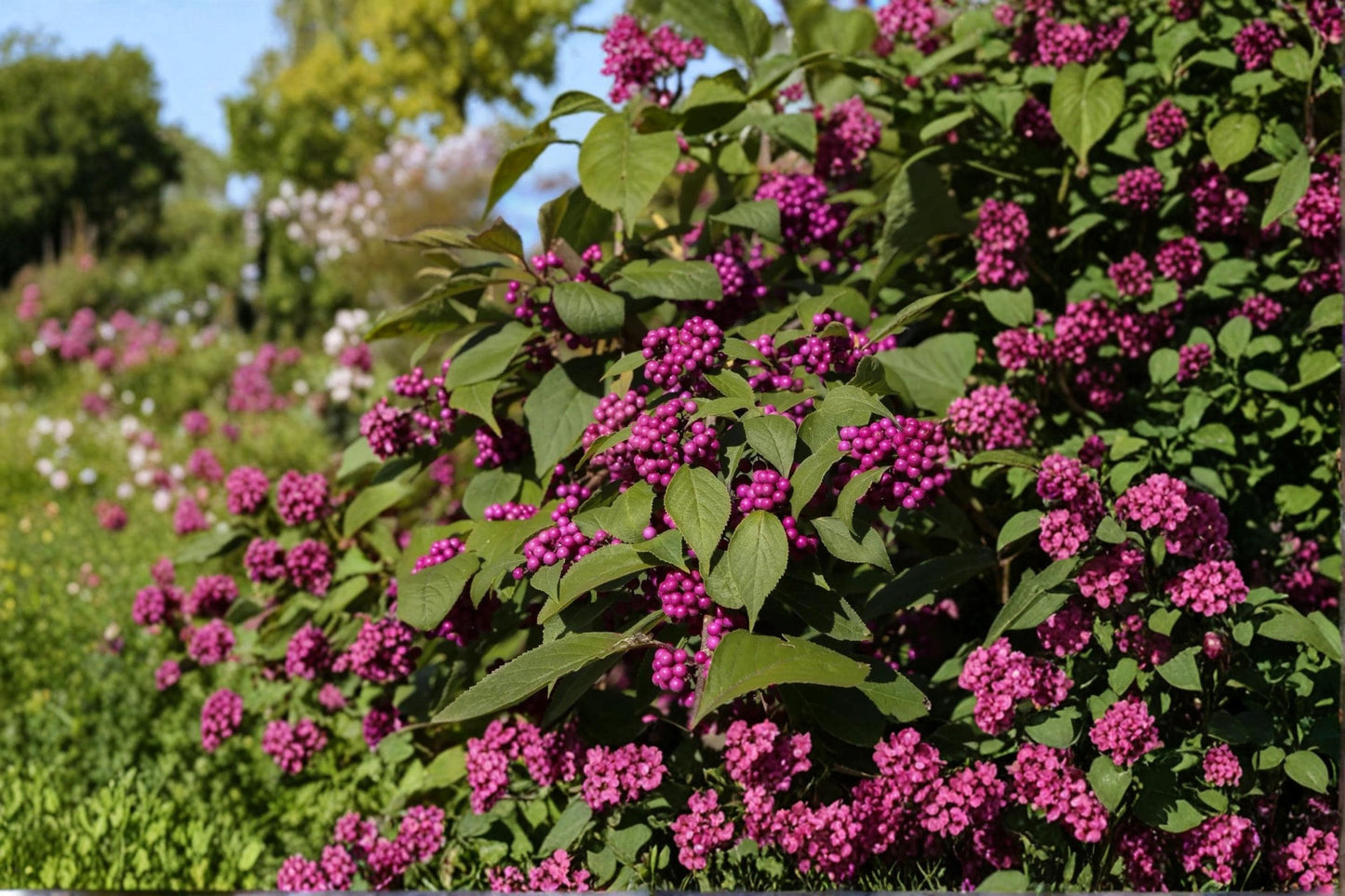 American Beautyberry Shrubs 12-18" Callicarpa americana Purple Berries Ornamental Plants