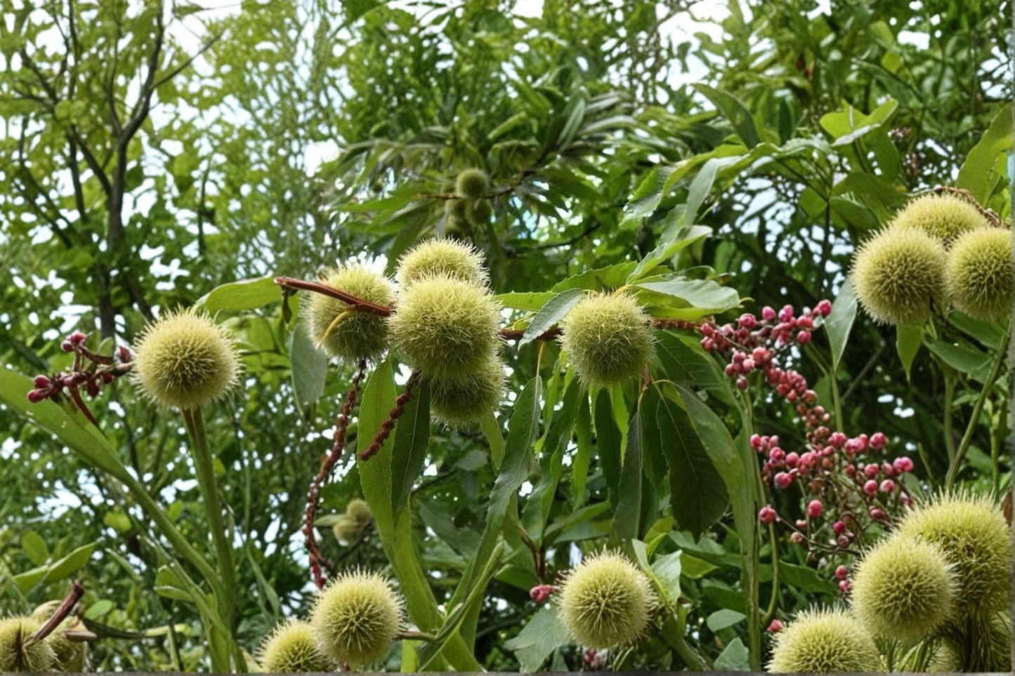 Chinese Chestnut Tree Live Plants – 2 ft Tall, Nut-Producing Deciduous Tree, Castanea mollissima for Orchard & Edible Landscape