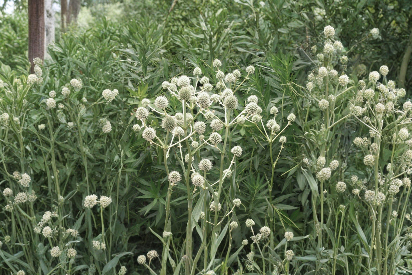 Rattlesnake Master Seeds – 100 Native Prairie Wildflower Seeds, Drought Tolerant Eryngium Yuccifolium for Pollinator Gardens