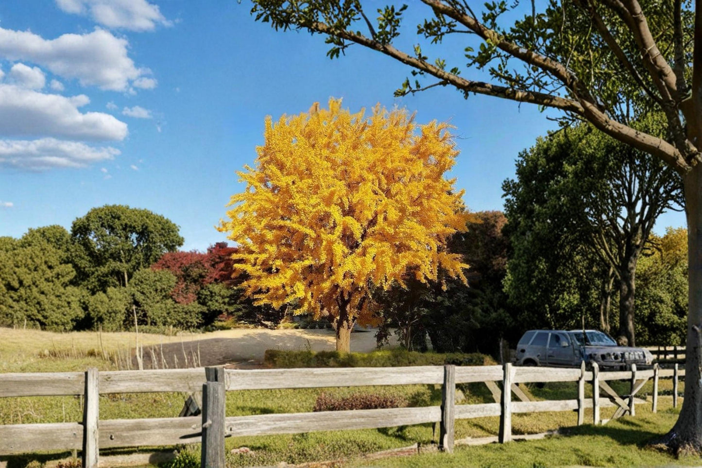 Ginkgo Biloba Live Tree 1-2 ft Bare Root Ornamental Deciduous Tree with Fan-Shaped Leaves