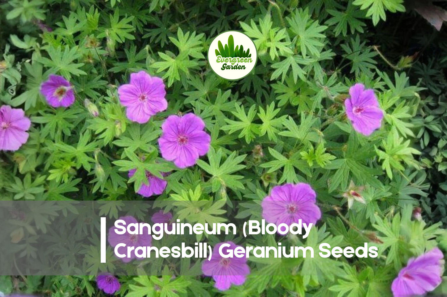 25+ Sanguineum Bloody Cranesbill Geranium Seeds – Bright Pink Perennial for Borders, Rock Gardens & Landscaping
