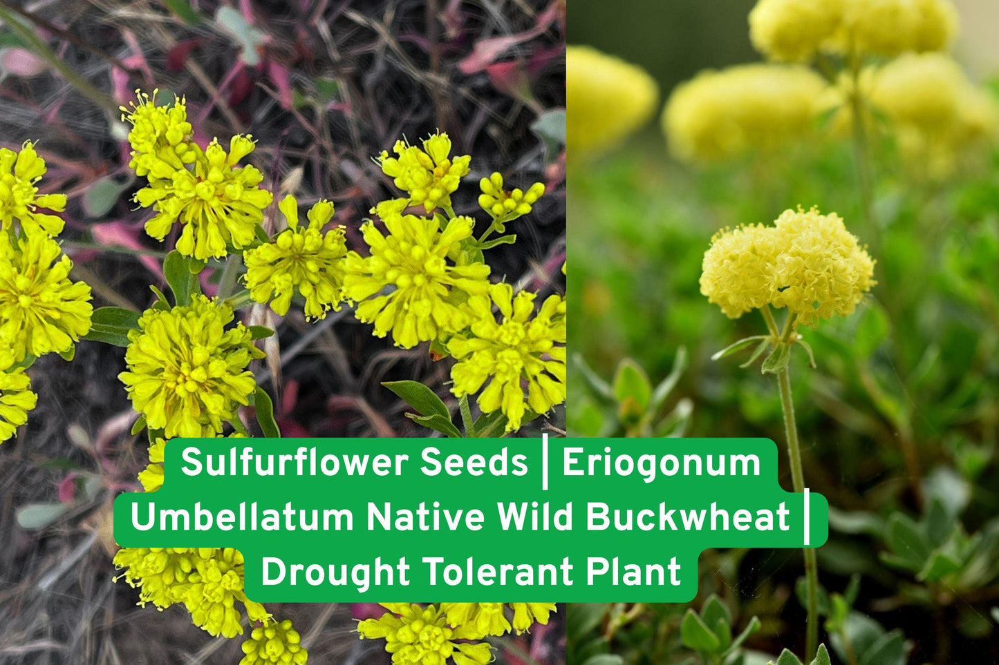 Sulfurflower seeds, native wildflower, drought tolerant plant, perennial wildflower, yellow bloom seeds, rock garden plant, xeriscape seeds, pollinator friendly, alpine plant seeds, prairie landscape, sandy soil plant, hardy perennial seeds, North American wildflower