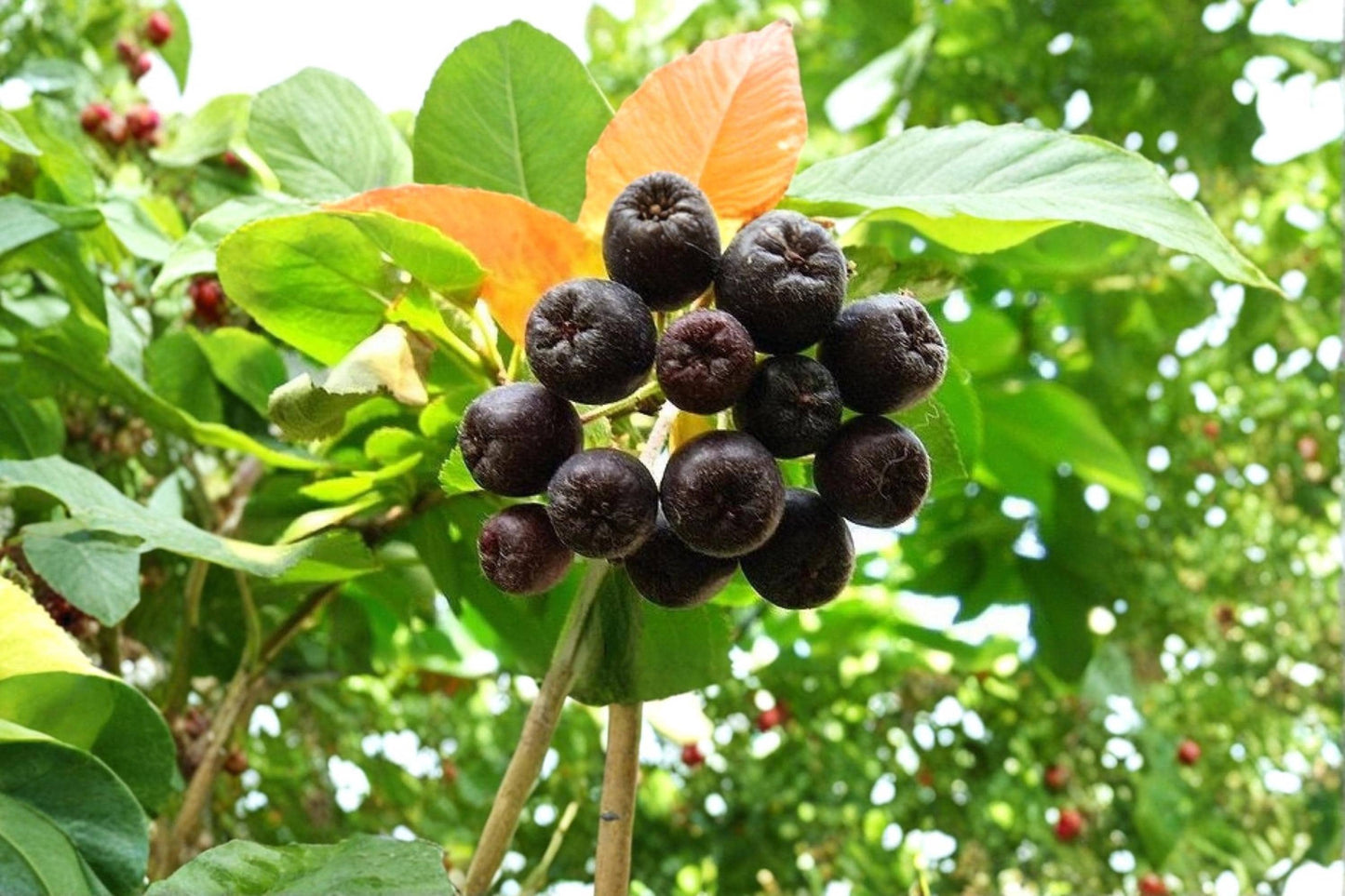 Black Chokeberry Unrooted Cuttings - Aronia melanocarpa Deciduous Shrub for Edible Landscapes & Wildlife