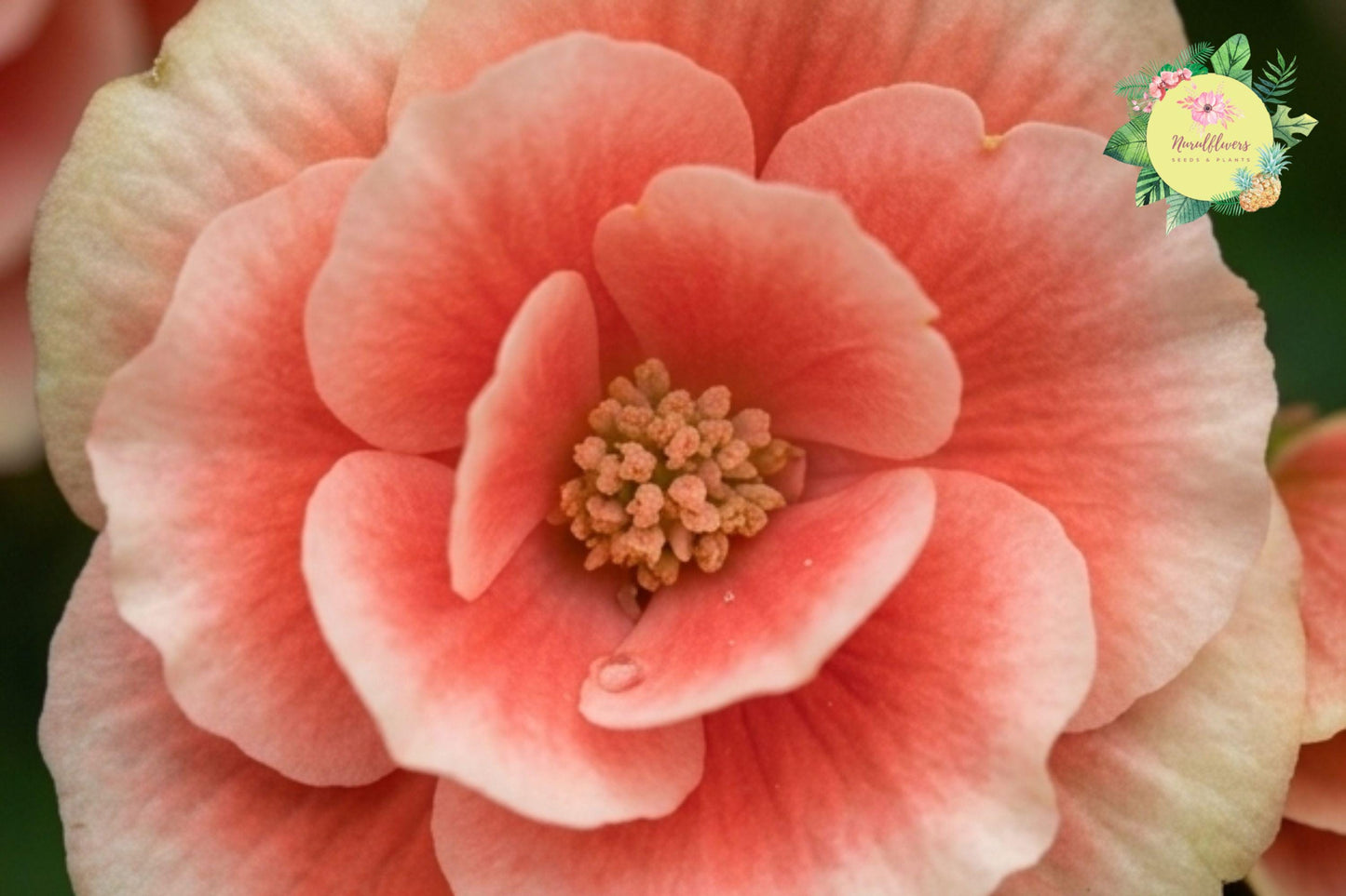 Fragrant Begonia Seeds Packet – 45 Non-GMO Begonia spp. for Vibrant Blooms & Fragrance