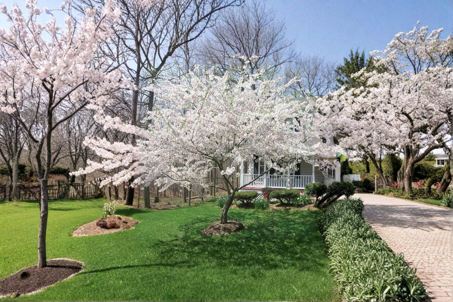 Yoshino Cherry Tree - 2 ft Live Pink White Spring Flowering Ornamental Tree Prunus × yedoensis