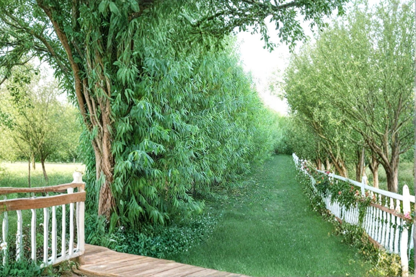Austree Hybrid Willow Unrooted Cuttings – Fast Growing Privacy Tree, Deciduous Salix spp.