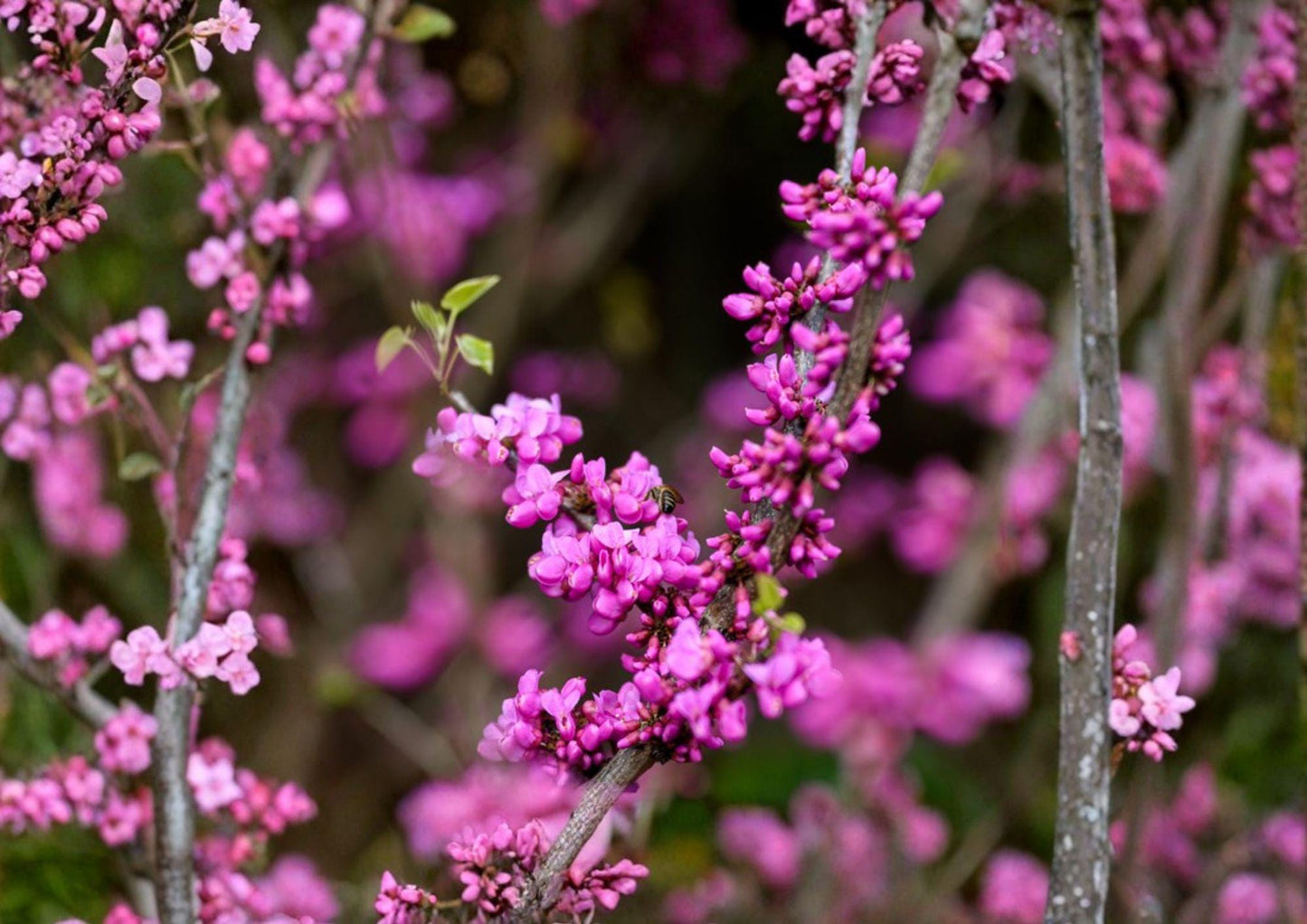 Chinese Redbud Tree Seeds – 10 Ornamental Pink Spring Bloom Cercis Chinensis for Garden Landscaping