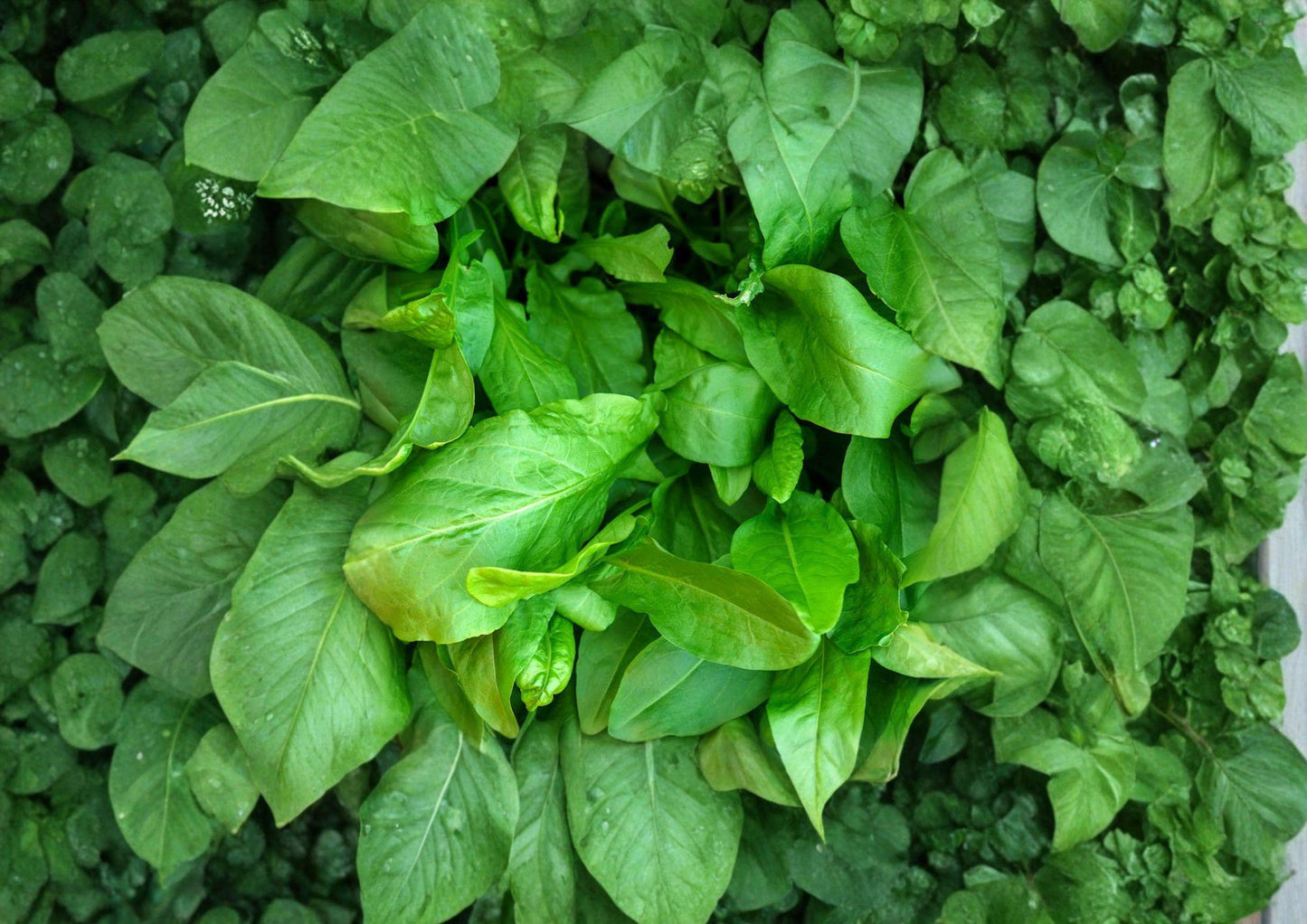 Large Leaf Sorrel Seeds 600 - Hardy Perennial Culinary Herb for Kitchen Gardens, Fresh Greens, Rumex acetosa