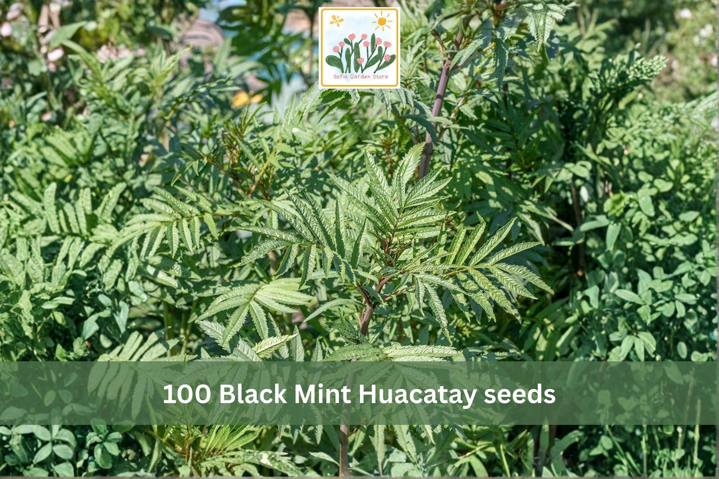 Black Mint Huacatay Seeds 100pcs – Aromatic Culinary Herb, Tagetes minuta, Fast-Growing Annual for Herb Gardens & Containers