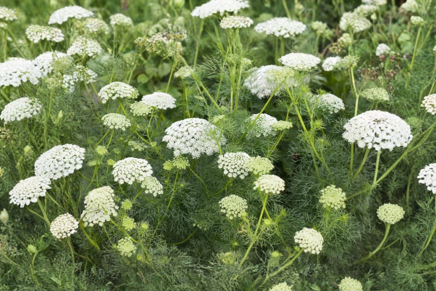 Bishop's Flower Seeds – Ammi Majus White Wildflower, Pollinator Friendly Annual, 100 Pack
