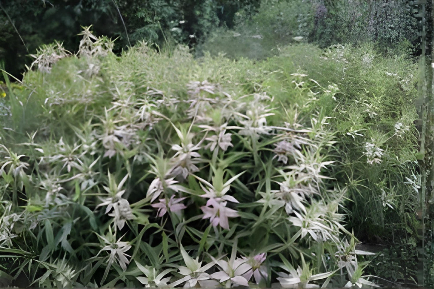 Spotted Bee Balm Seeds 100 Pack | Native Wildflower Monarda punctata for Pollinators & Drought Tolerance