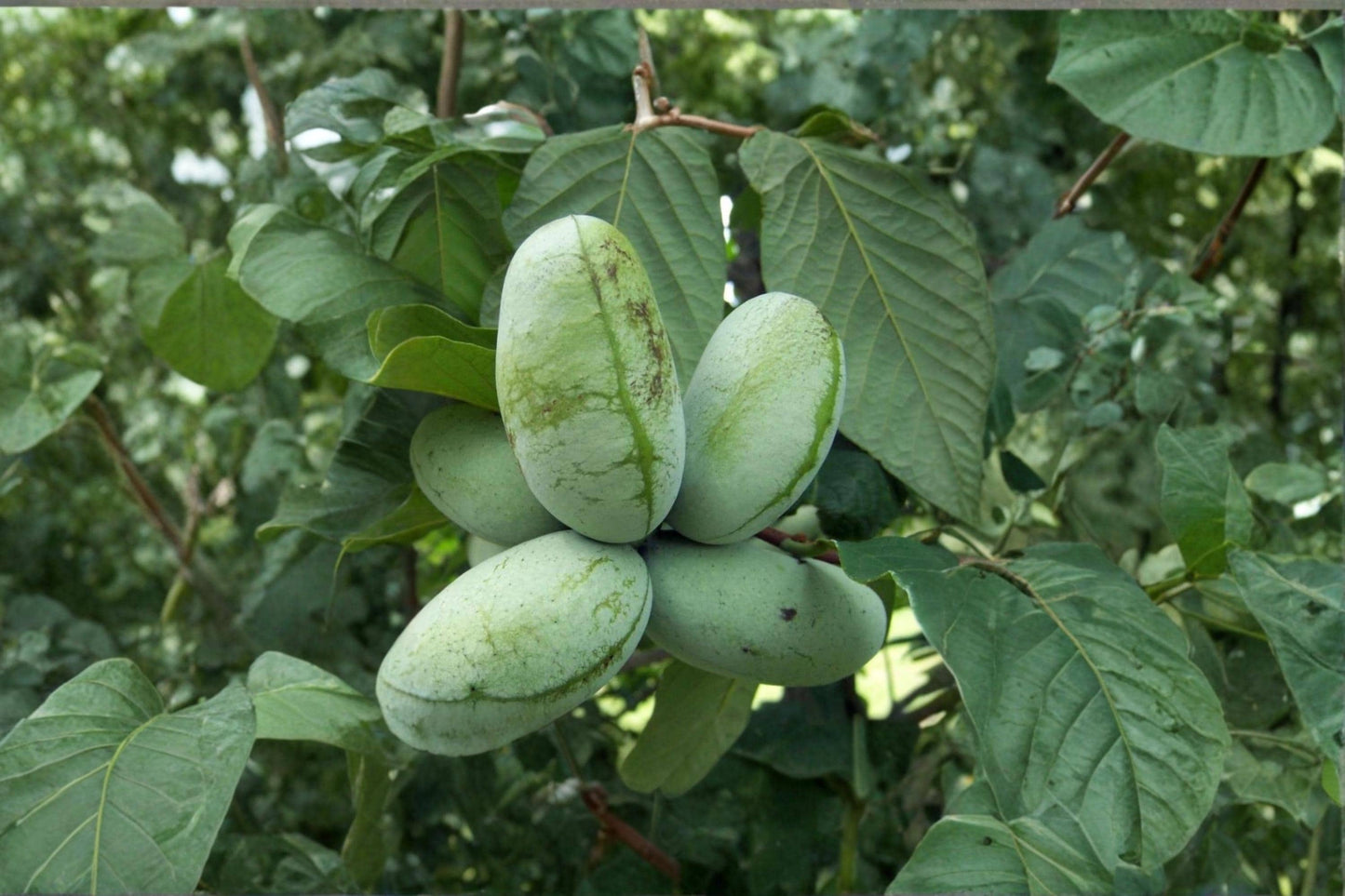 Pawpaw Tree Cuttings Unrooted 10 Asimina triloba Native Fruit Tree for Edible Gardens & Wildlife