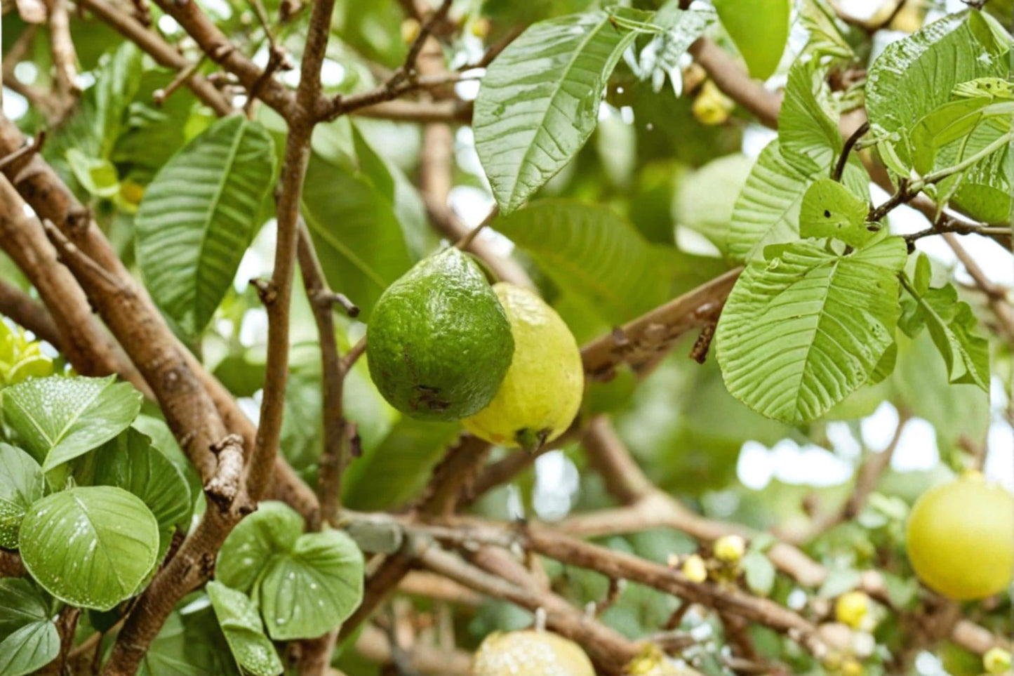 Arabian Guava Plant – 8-12 Inch Tropical Fruit Tree with White Flowers – Psidium guajava