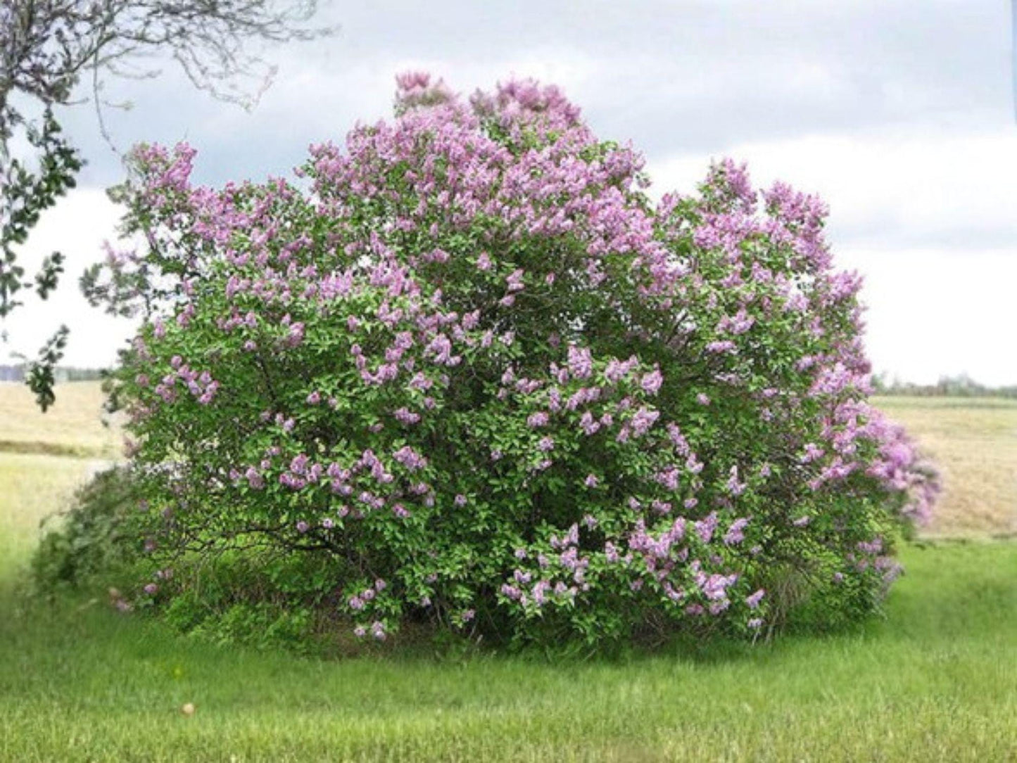 Syringa Oblata Seeds – Fragrant Early Lilac Heirloom Shrub for Gardens, Ornamental Landscape, Flower Garden, Non-GMO