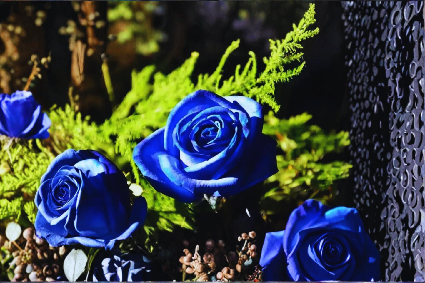 Midnight Blue Rose Cuttings – Unrooted 6-8" Rosa ‘Midnight Blue’ Deep Purple Fragrant Flowering Shrub