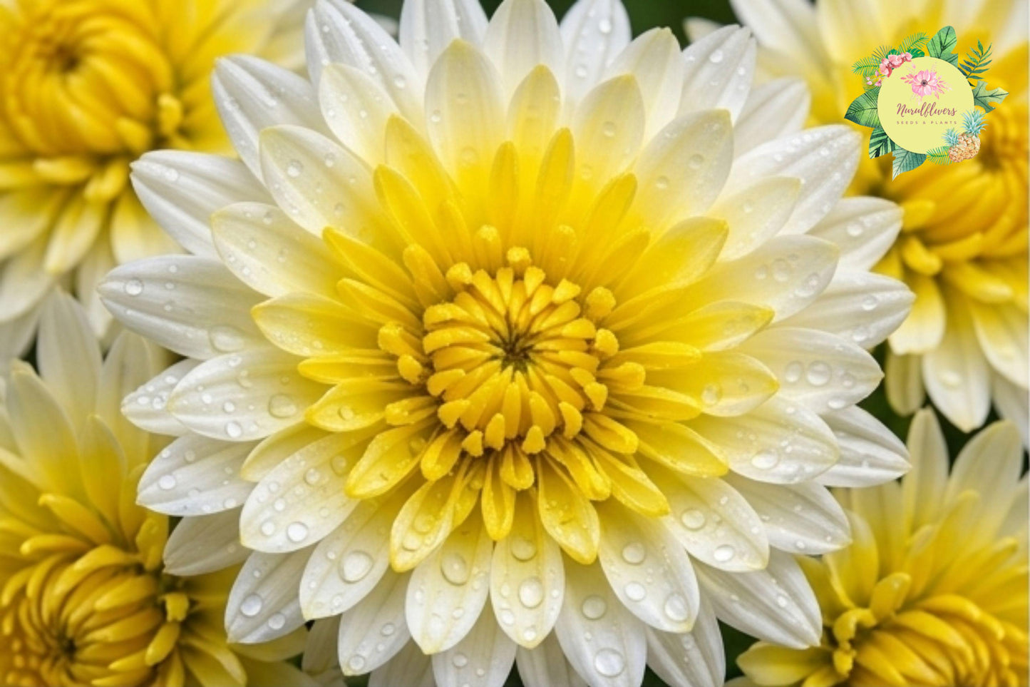 Gilded Glory Mum Seeds - 200+ Chrysanthemum morifolium Annual Flower Seeds for Borders & Containers