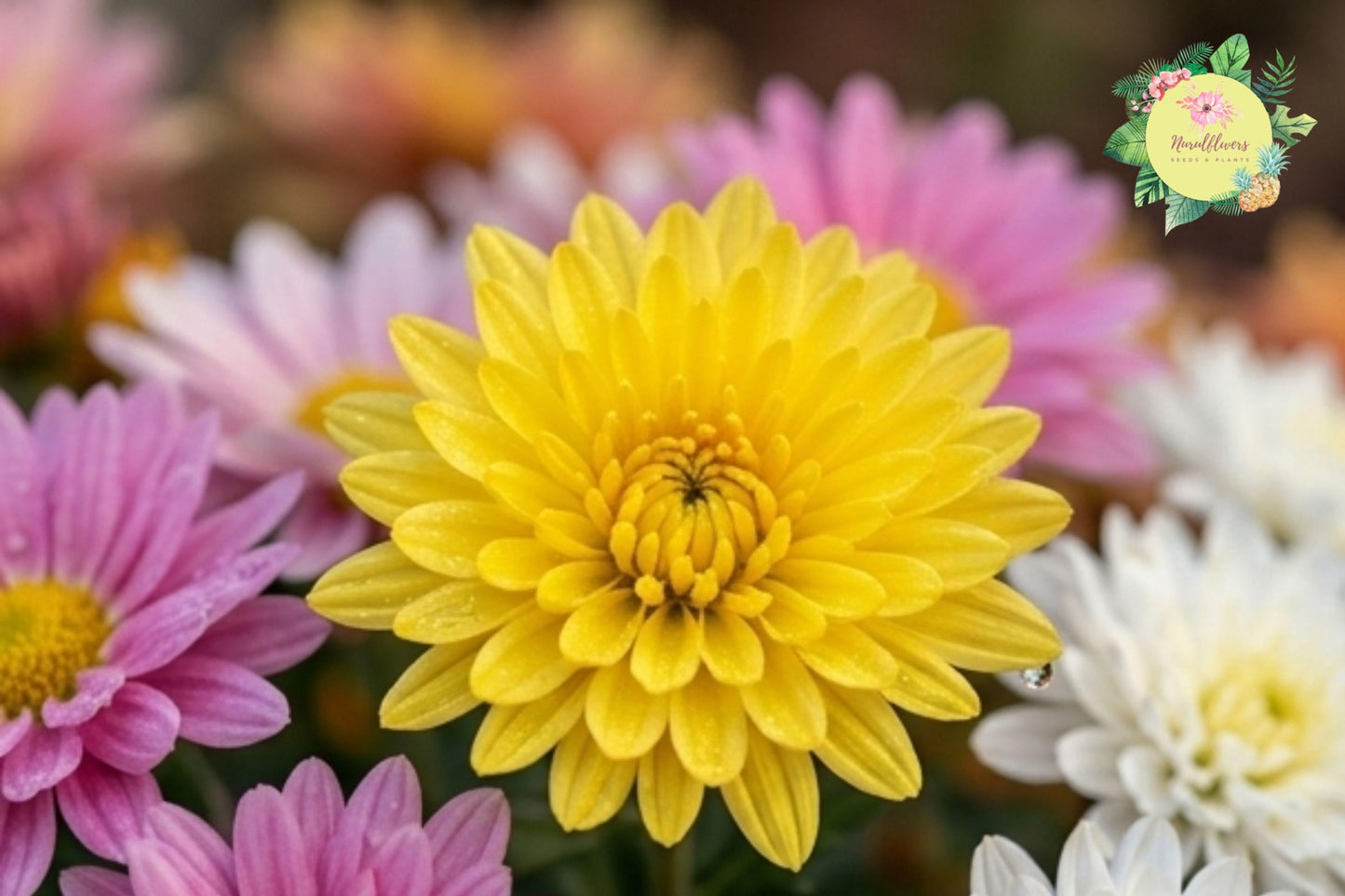 Field Bouquet Mix Mum Chrysanthemum Seeds – Vibrant Garden Flowers for Borders & Cuttings (200+ Seeds)