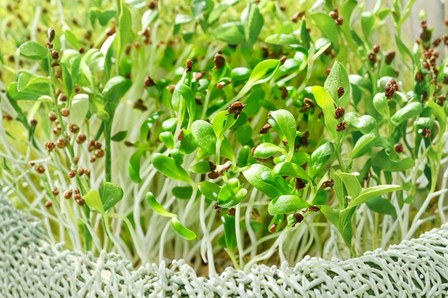 Organic Alfalfa Sprouting Seeds for Microgreens | Non-GMO Medicago sativa Garden Seed